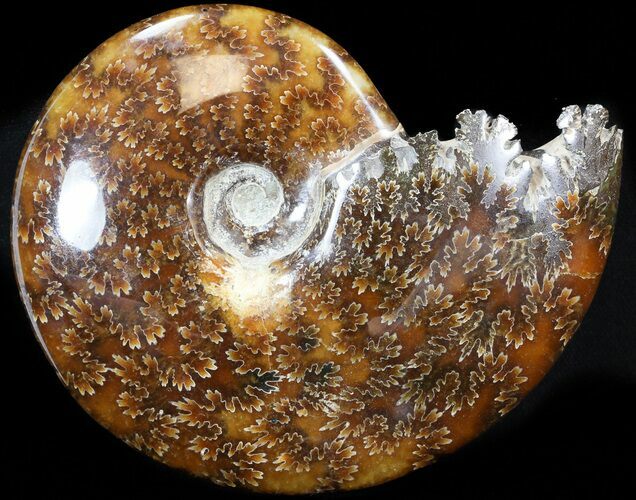 Cleoniceras Ammonite Fossil - Madagascar #44312